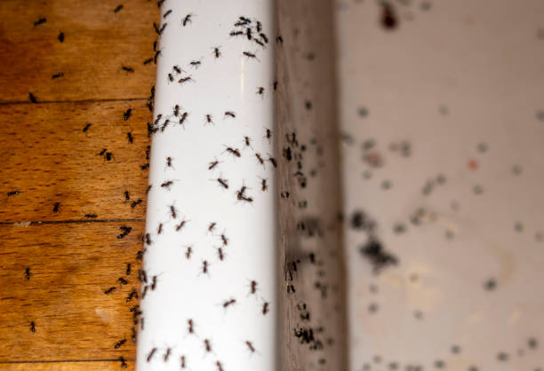 Best Pest Prevention Services  in Duncan Falls, OH
